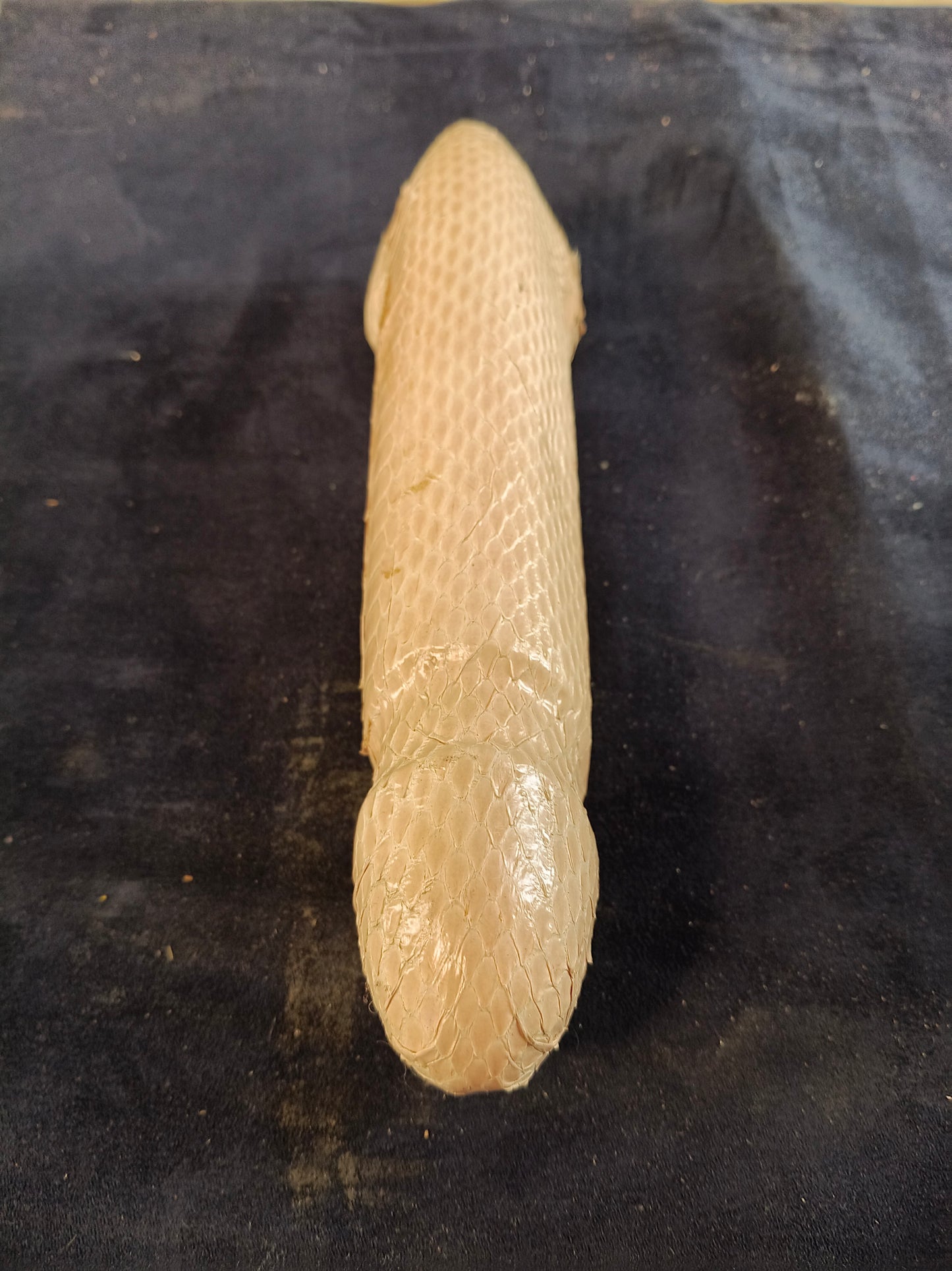 Lingam in legno e pelle di serpente rosa - Kerala - India - fine XX secolo