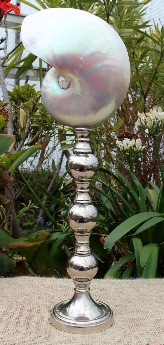 Pearly sea shell "Nautilus Pompilius" from Madagascar on stand 